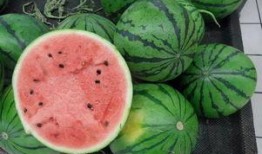 康县网红吃瓜二拼是谁家的,揭秘康县神秘美食家族传奇